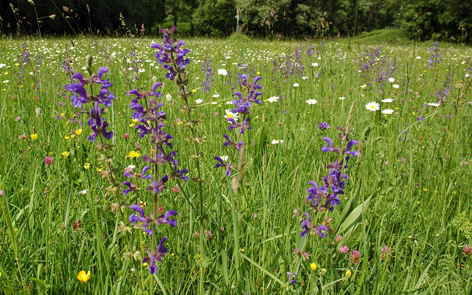 a_Wiesen-Salbei-Salvia-pratensis-copyr-Horst-Pritz-a