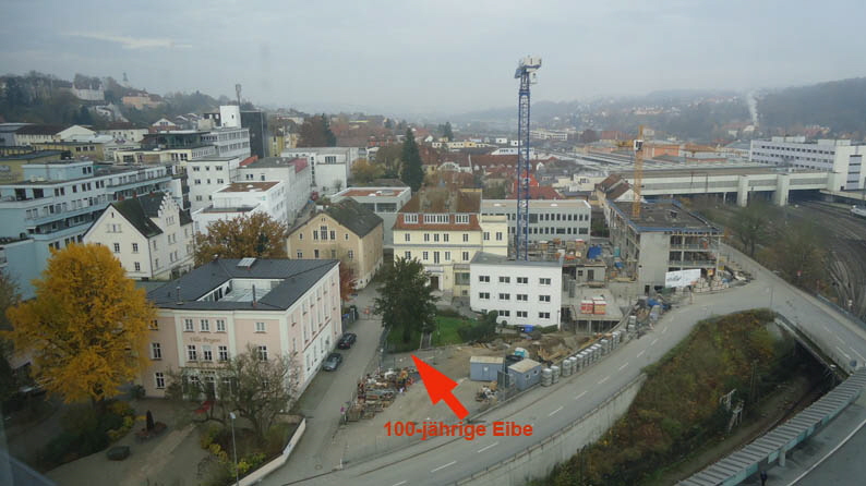 100-jährige Eibe 100-jährige Eibe