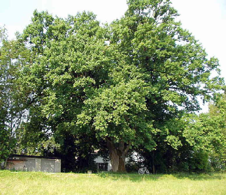 a_Bund-Naturschutz-Passau-Stieleiche