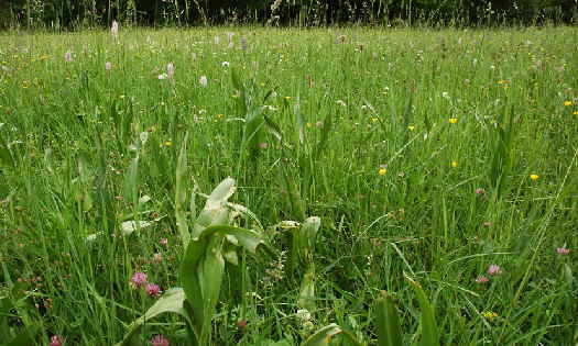 a_Soldatenau-Wiese-copyr-Horst-Pritz-a2