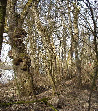 a_bund-naturschutz-passau-achleiten01