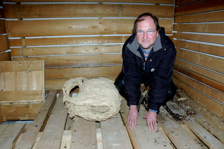 bund-naturschutz-passau-Flederm-Honissennest-Al